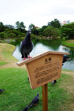 DSC03512.JPG - 105年戀上日本四國~小豆島．溫泉五日遊