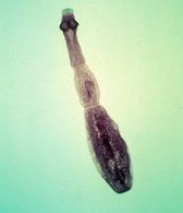 tapeworm_02.jpg