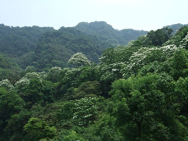 土城承天禪寺油桐花.jpg