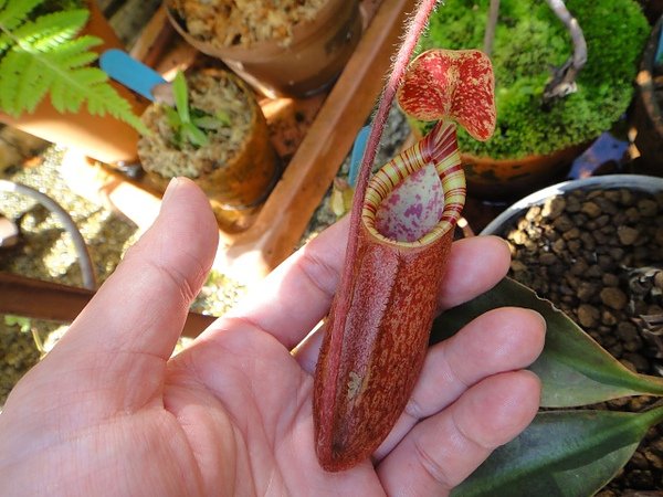 Nepenthes peltata-2.jpg