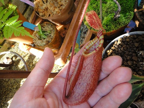 Nepenthes peltata-1.jpg