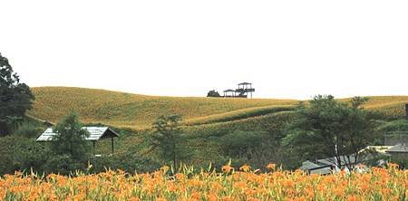 2013.9.1-9 -- 台東富里鄉六十石山金針花海