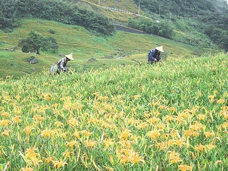 2013.9.1-9 -- 台東富里鄉六十石山金針花海