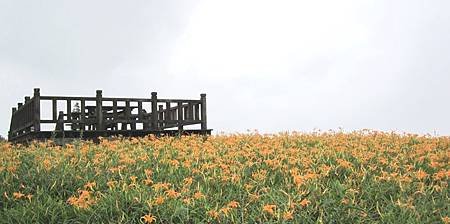 2013.9.1-9 -- 台東富里鄉六十石山金針花海