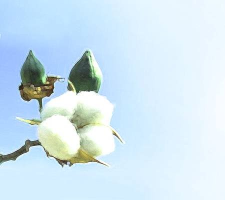 cotton-plant.jpg