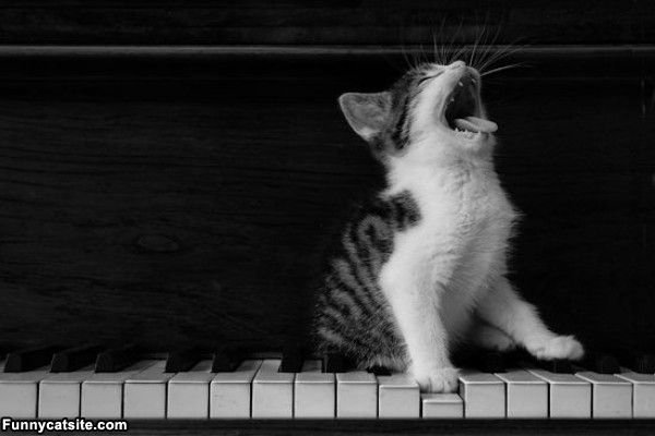 Piano_Cat657