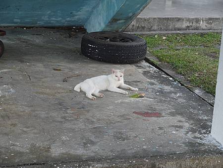 P1100921.jpg