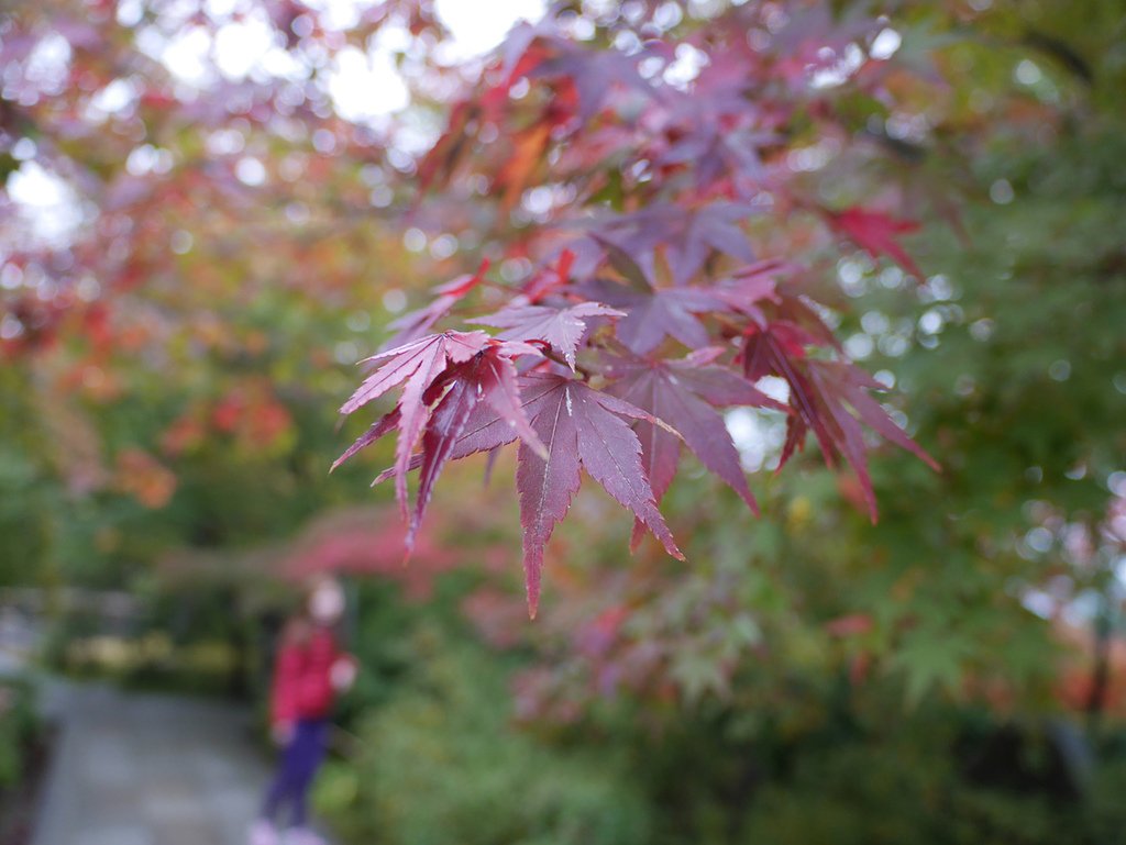 P1120916.jpg