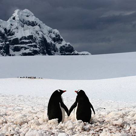 penguins-holding-Picture by SILVIU GHETIE  @CATERS NEWS