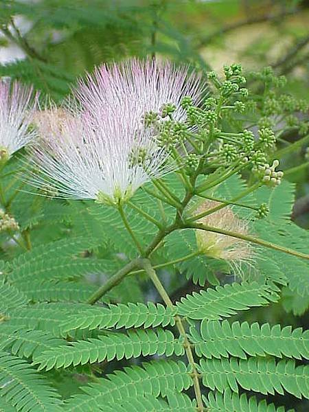 Albizia_julibrissin4.jpg