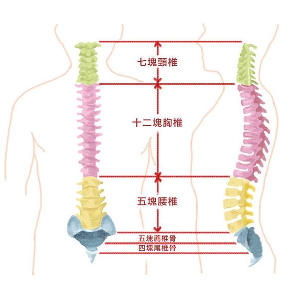 脊椎結構.jpg