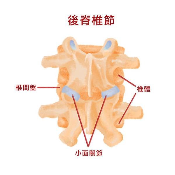 小關節.jpg