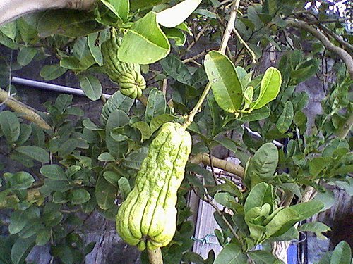 果菜