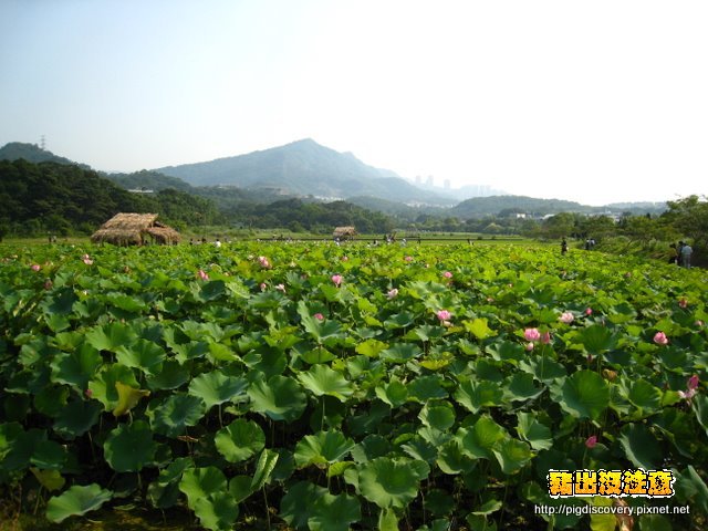 台大安康農場