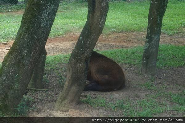 2015-06-05 新竹關西 六福村