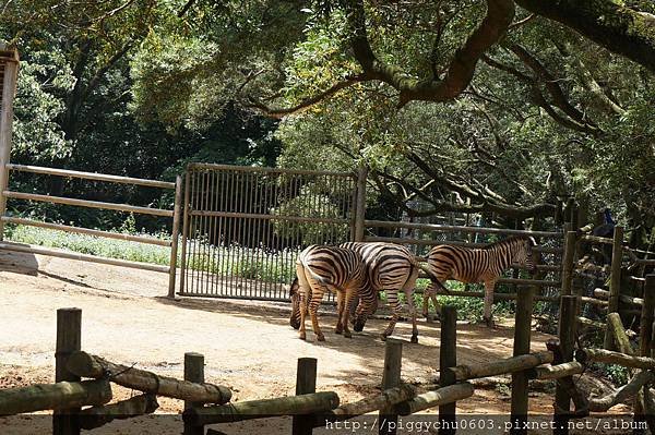 2015-06-05 新竹關西 六福村