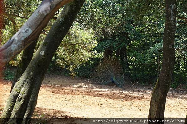 2015-06-05 新竹關西 六福村