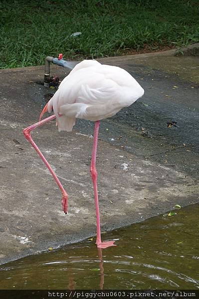 2015-06-05 新竹關西 六福村