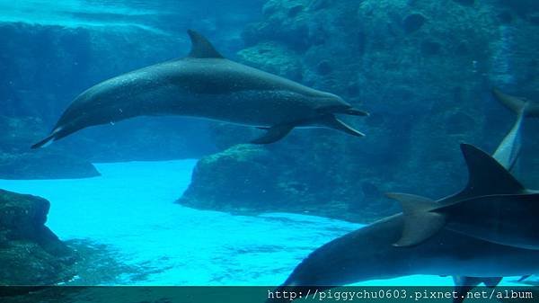 【長隆國際海洋王國】 海豚灣