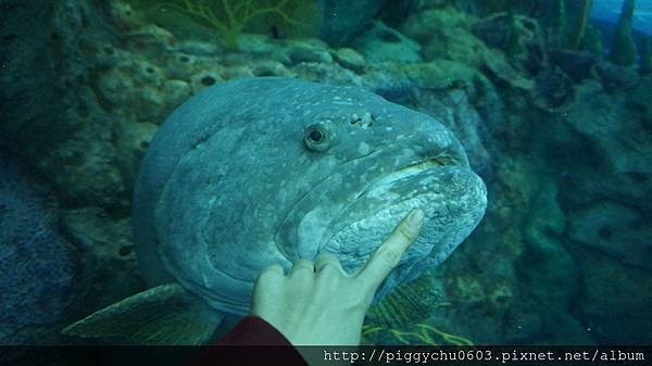 【長隆國際海洋王國】海洋奇觀