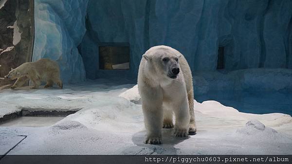 【長隆國際海洋王國】極地探險