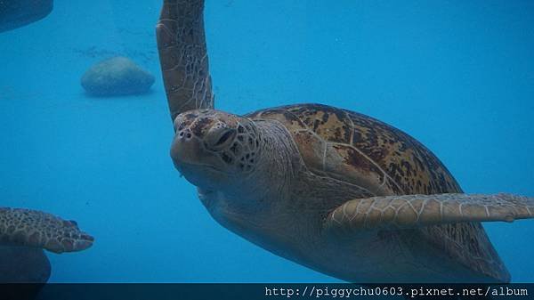 【長隆國際海洋王國】海象山