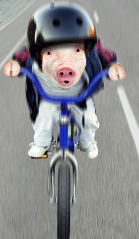cochon_velo.gif