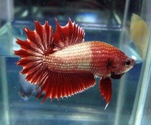 combtail-betta.jpg