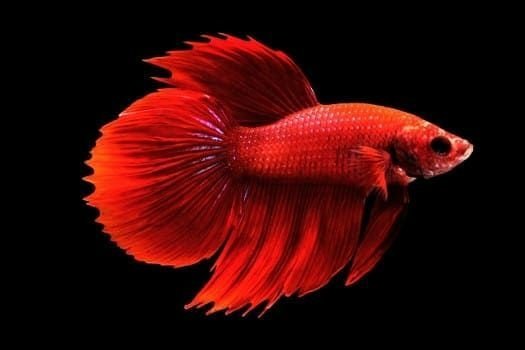 round-tail-betta.jpg