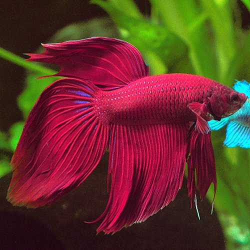 veiltail-betta.jpg