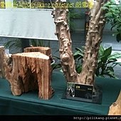 樹展 (8).jpg