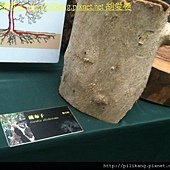 樹展 (13).jpg