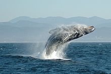 220px-Jumping_Humpback_whale