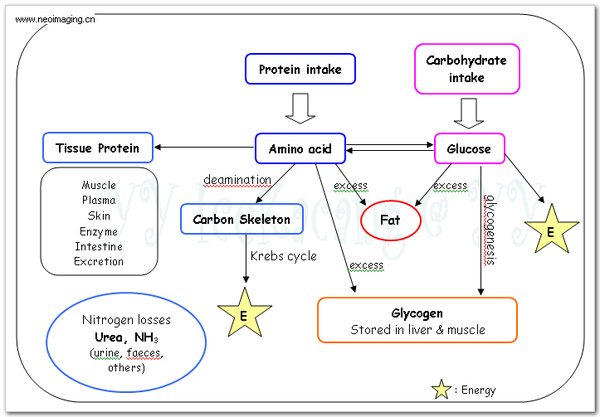 metabolism