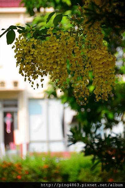 20140601屏東榮民之家黃金雨 051 (683x1024).jpg