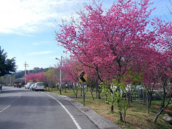 新社 ─ 櫻花道