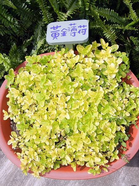 台中 ─薰衣草森林