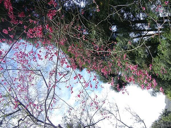 台中 ─薰衣草森林