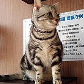 屏東 ─ 宅貓咖啡