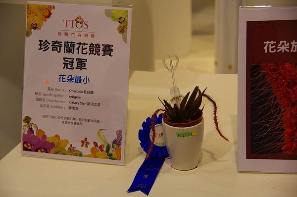 最小的蘭花.jpg