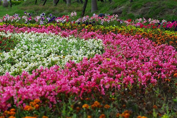 美麗的花叢.jpg