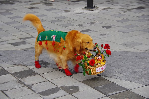 花博好棒狗狗.jpg