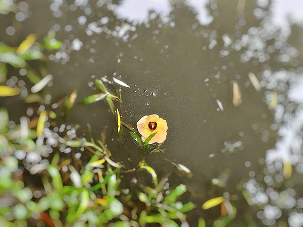 落花有情百依百順，若流水無情，換來的是絕情。.jpg