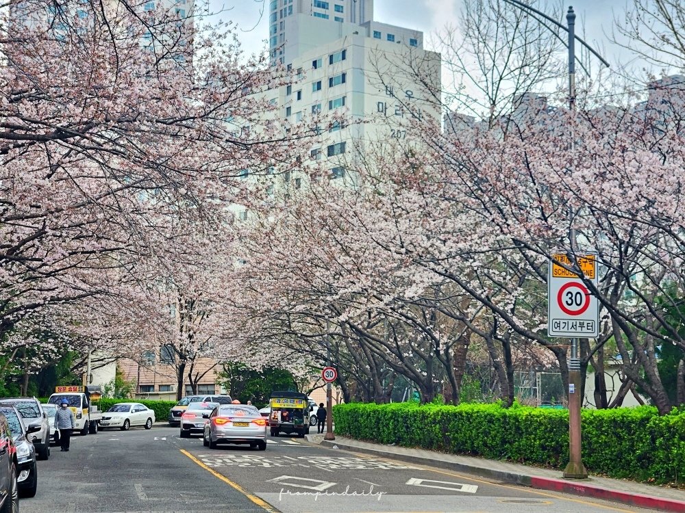 240330 冬柏-3_busan blossom.jpg
