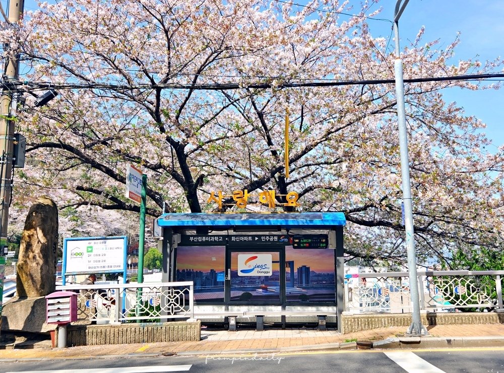 240405 東大新洞%26;望洋路-4_busan blossom.jpg