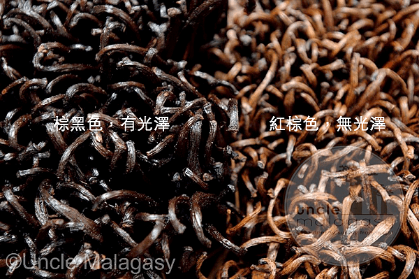 香草莢等級比較02.png