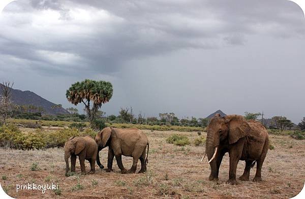 Elephants (mom&amp;baby).jpg