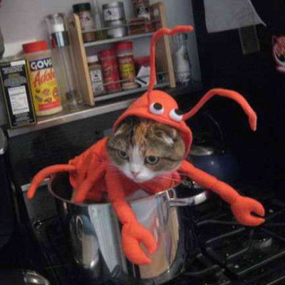 cat-dressed-as-lobster