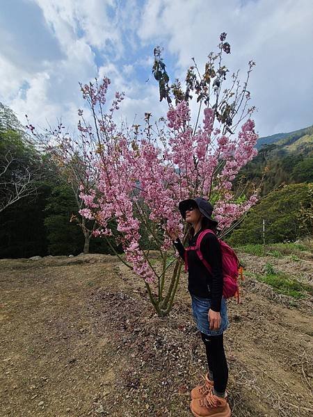 草嶺～石壁櫻花季