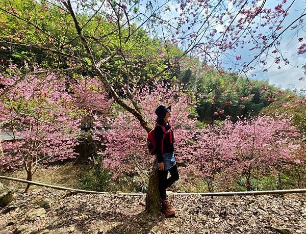 草嶺～石壁櫻花季